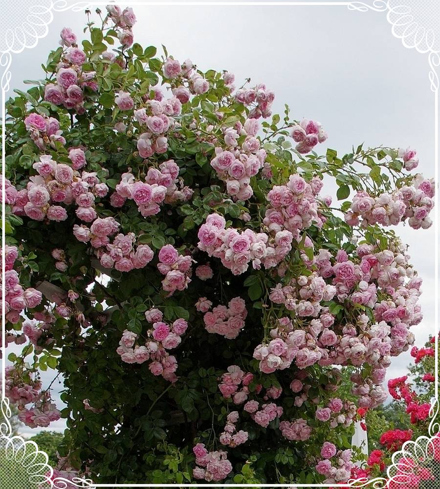 Jasmina róże pnące